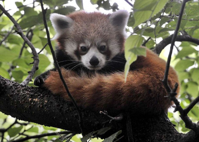 Új kis panda érkezett a Budapesti Állatkertbe