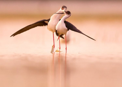 Madarak égen-földön - tárlat világszerte ismert alkotók munkáiból Debrecenben 2020. augusztus 4-től