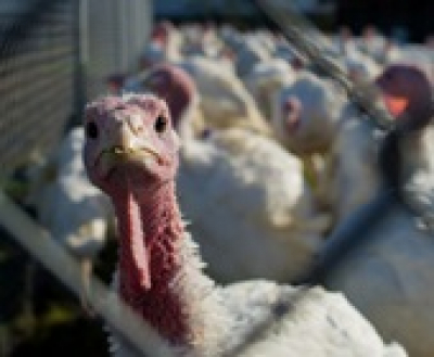 Debreceni Pulykanapok, 2019. május 3-5.