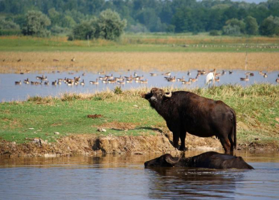 Mórahalom, élményforrás a homokháton