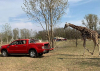 Autós szafaripark nyílik Magyarországon