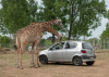 Nagykőrösre költözik Magyarország egyetlen autós szafariparkja
