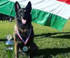 Magyar kutya a világ legjobb mentőkutyája
