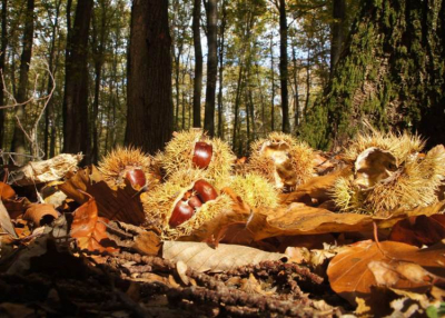 Gesztenye fesztivál, 2022. október 15 - 16.