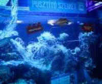 Szemetes akváriummal sokkol a Pécsi Állatkert