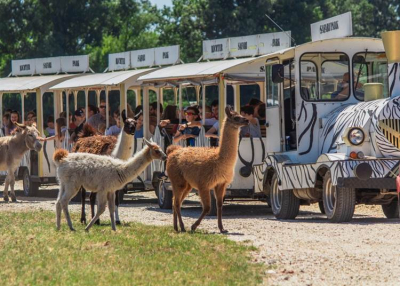 Elefánttréning és cirkusz is lesz az autós szafariparkban az Állatkertek Éjszakáján