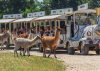 Elefánttréning és cirkusz is lesz az autós szafariparkban az Állatkertek Éjszakáján