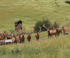 Szeptemberi szarvasbőgés, 2016. szeptember 24.