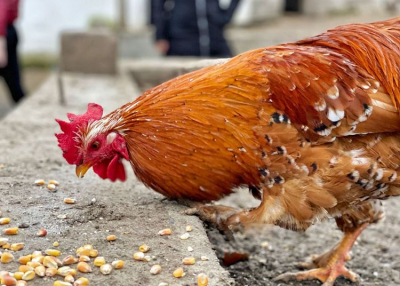 Kakasszóra ébredni, tyúkólban aludni – legalább pár napig