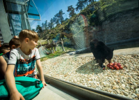 Megépült az új medvekifutó és -ház a Veszprémi Állatkertben