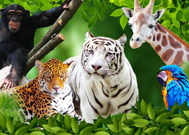 Magyarország állatkertjei, vadasparkjai