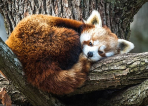 Pécsi Állatkert: Közösségi finanszírozásból épülhet meg a vörös pandák kifutója