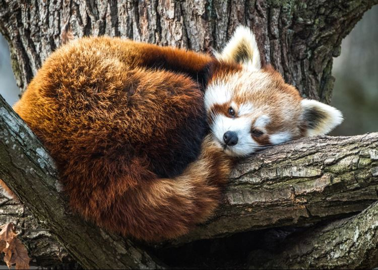 Pécsi Állatkert: Közösségi finanszírozásból épülhet meg a vörös pandák kifutója
