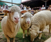 Farmer-Expo, 2019. augusztus 15-18.