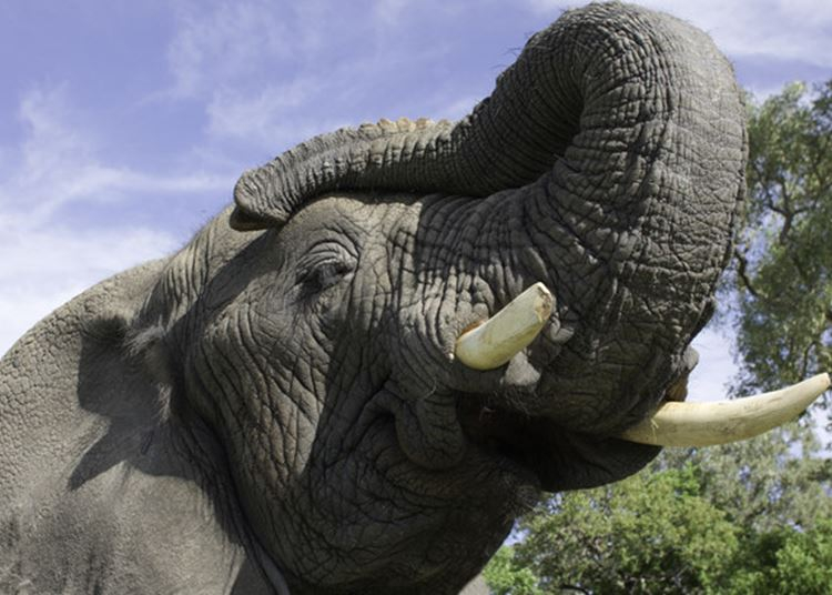 Fotókon a hatalmas jövevény: ismét Nyíregyházán Európa legnagyobb afrikai elefántja