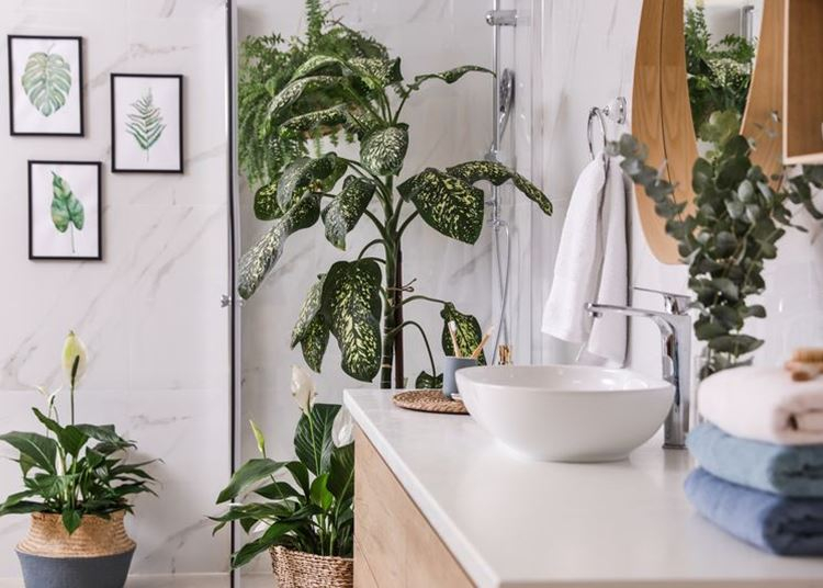 Növények a fürdőszobában