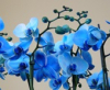 Tavaszi Orchidea és Bromélia kiállítás és vásár, 2019. március 21-24.
