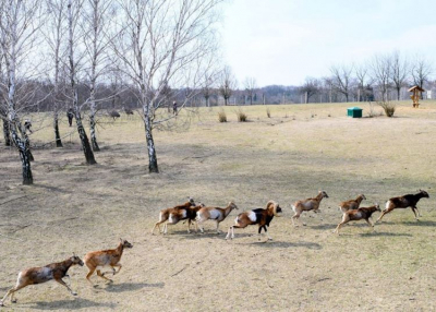 Újranyitott a Pákozd-Sukorói Arborétum és Vadaspark