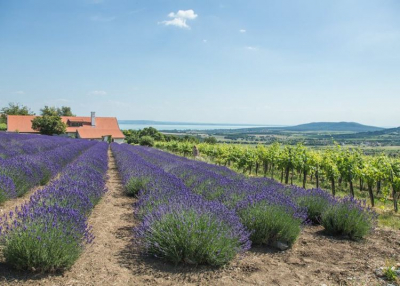 Hétvégére megnyit a Balaton legtitkosabb levendulása – legközelebb 2021. június 25-27-ig
