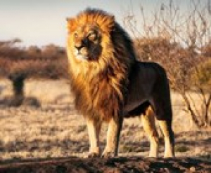 8. Afrika Expo és Vásár, 2019. február 21-24.