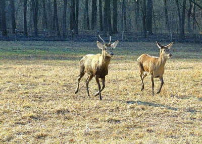 Barangolás a Gemenci Erdőben szarvasbőgés idején