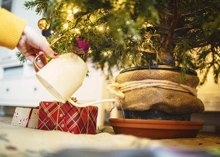 Így tartsd életben a karácsonyfád: hasznos tippek a szakértőktől