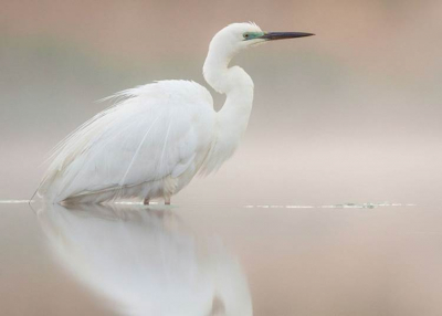 Természetfilm fesztivál Gödöllőn, 2022. május 27 - 29.