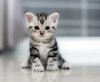 Royal Canin Nemzetközi Macskakiállítást, 2018. november 17-18.