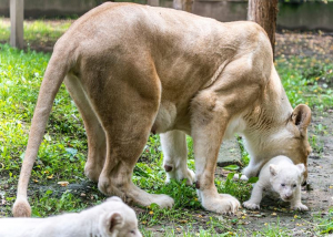 Fehér oroszlán született Nyíregyházán, rögtön három is