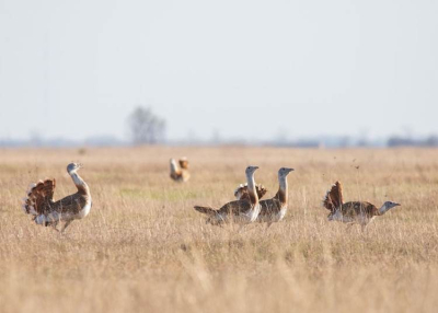 Túzokünnepet tartanak Bösztörpusztán, 2023. április 29.