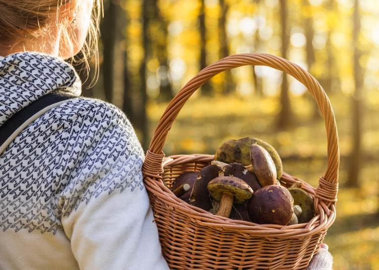 Gombásznapot rendeznek a szegedi füvészkertben – 2021. október 3.