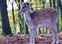 Budakeszi, Budakeszi Vadaspark Kalandpark