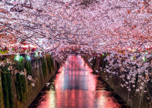 Sakura ünnep, 2023. április 22-23.