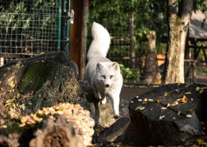 50 éves az ország legkisebb állatkertje