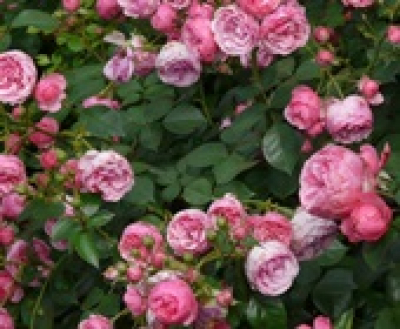 Mindenkit várnak Eszterháza rózsái, megnyitja kapuit a Cziráky Margit rózsakert