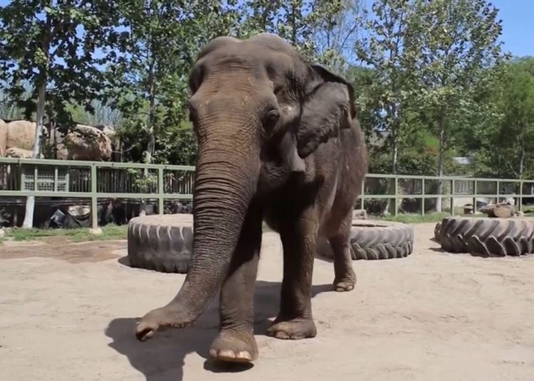 60 éves lett a San Antonio állatkert legidősebb elefántja, élő videóban bulizott a haverokkal