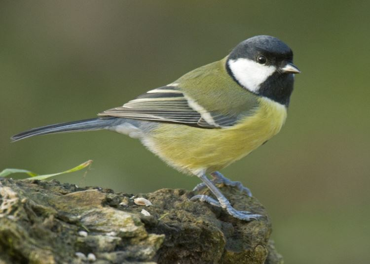 Hihetetlen, milyen helyekre képesek fészkelni ezek a madarak: de hogyan vigyázzunk rájuk?