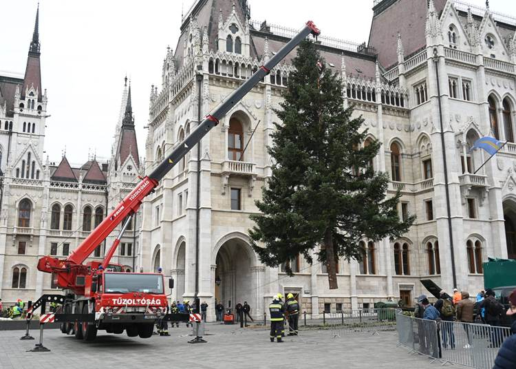 Megérkezett Budapestre az ország karácsonyfája