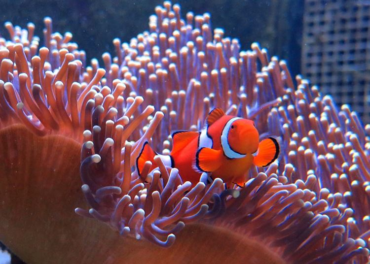 A lenyűgöző honlapon keresztül megismerhetjük Attenborough korallzátonyát