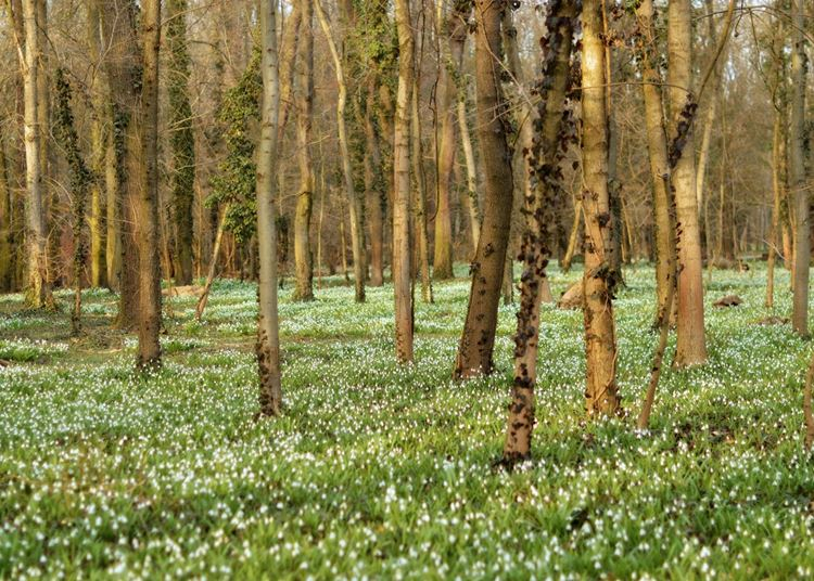 Hóvirágünnep az Alcsúti Arborétumban