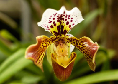 Orchideaséta a Szegedi Füvészkertben
