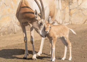 Észbontó cukiság született: antilop bébibumm a vidéki állatkertben
