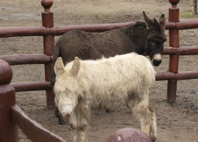Új fenegyerek az állatkertben: Gerzson segít megőrizni az őshonos szamarak génállományát