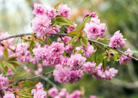 Sakura Ünnep az ELTE Füvészkertben – 2026