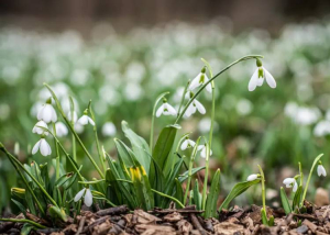 Varázslatos hóvirágünnep az Alcsúti Arborétumban