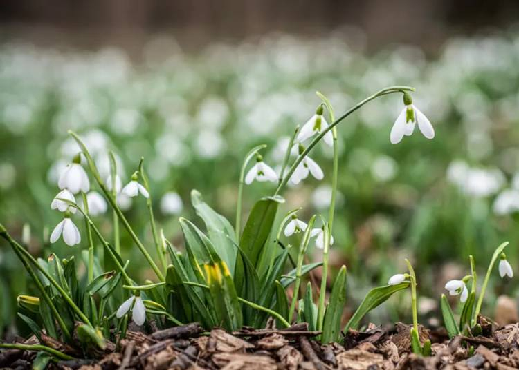 Varázslatos hóvirágünnep az Alcsúti Arborétumban