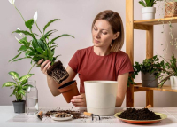5 szobanövény, amivel megakadályozhatod, hogy penészesek legyenek a falak