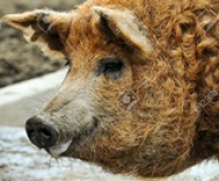 VII. Székesfehérvári Mangalica Fesztivál, 2018. szeptember 21-23.