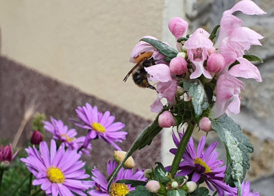 Nem kell egy egész mező, hogy legeltessük a méheket