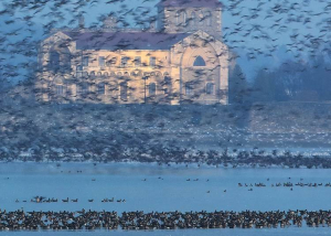 Tatai vadlúd sokadalom, 2025. november 29.